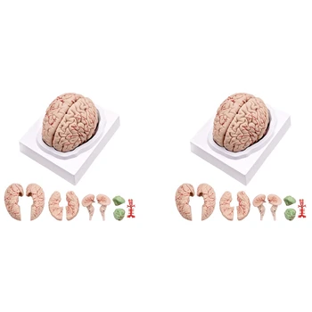 2X Ľudského Mozgu,životnej Veľkosti Ľudského Mozgu Anatómie Model S Displejom Základňu Pre Vedu Triede Študovať & Výučba Displej B