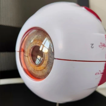 6X 3X Buľvy Model Anatomický Oko Model Lekárske Učenia A Vyučovania Nástroj Lekárskej Vedy Učebné Zdroje Viečka