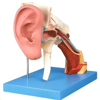 8 Častí Ľudského Zvukovodu Štruktúra Auricle Model Lekárske Vyučovacie Modely