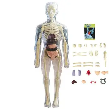 Anatómia Model Pre Deti 3D Anatómie Bábika Orgán, Orgán Model Mäkké Ľudské Telo vo Veku 4 Vedy A Vzdelávania Hračky Vymeniteľné Orgán Kosti