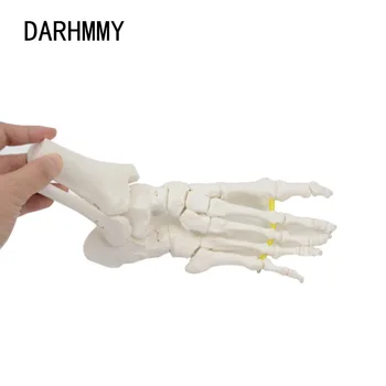 DARHMMY Flexibilné Nohy Kosti Model Ľudskej Kostry Anatómie Lekárskej učebná pomôcka Vzdelávacie Zariadenia spoločného modelu životnej Veľkosti