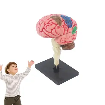 Deti Anatómie Hračky Tela, Anatómia Model Ľudského Mozgu Model Pre Deti Ľudského Oka Biológie Školské Potreby Školské Potreby