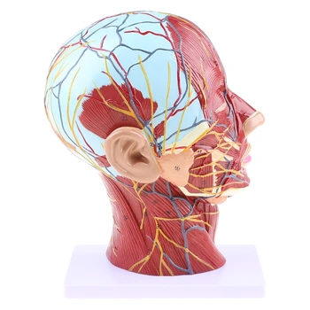 Dropship Človeka Anatomické Polovicu na Hlavu, Tvár Anatómie Lekárskej Krku Stredovej Sekcii St