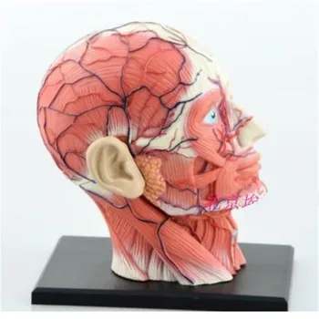 Mini hlavy svalu, nervu montáž model Zostavený Ľudskej Anatómie Model 14pcs Darček pre Deti