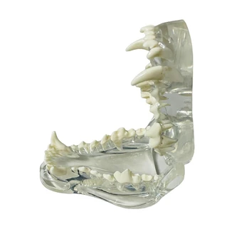 Transparentné Psie Zuby Anatomický Model Zvierat Ústne Zub Čeľuste Pre Veterinárne Vzdelávací Nástroj